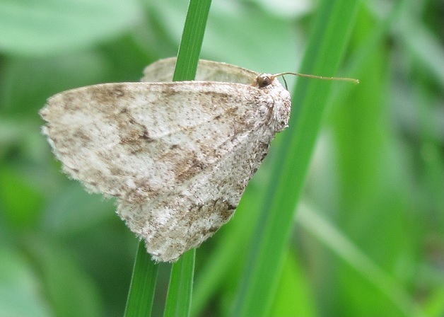 Geometridae da ID - Cfr. Ectropis crepuscularia